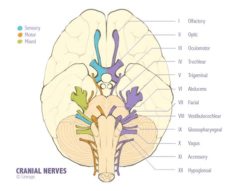 Neurology (Brain & Nerves) .